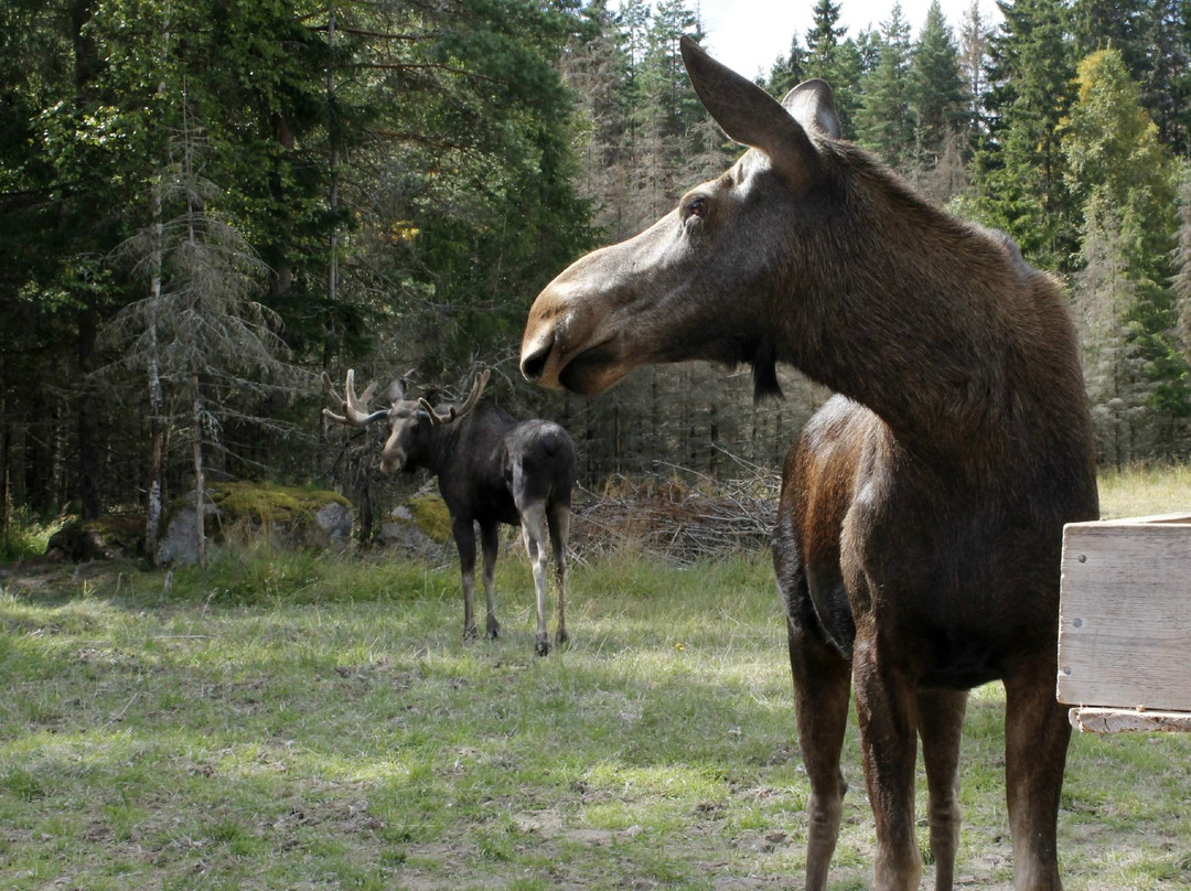 Varmlands Moose Park-Eksharad必去景点