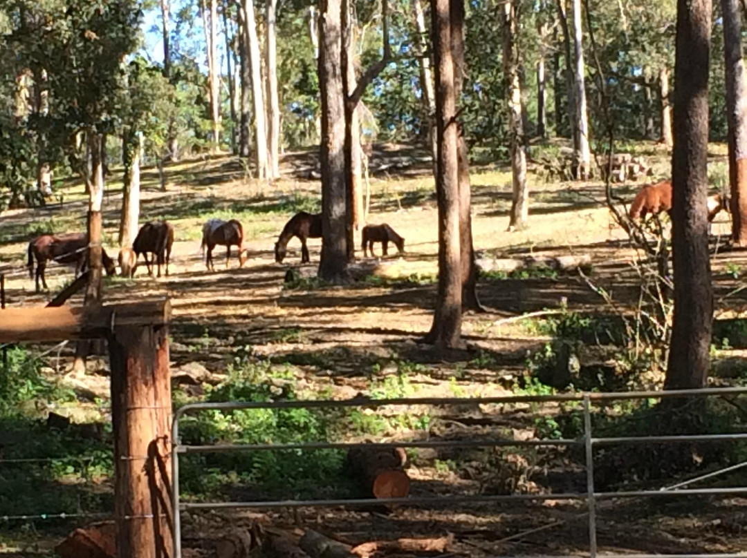 Mooloolah Valley Riding Centre景点图片