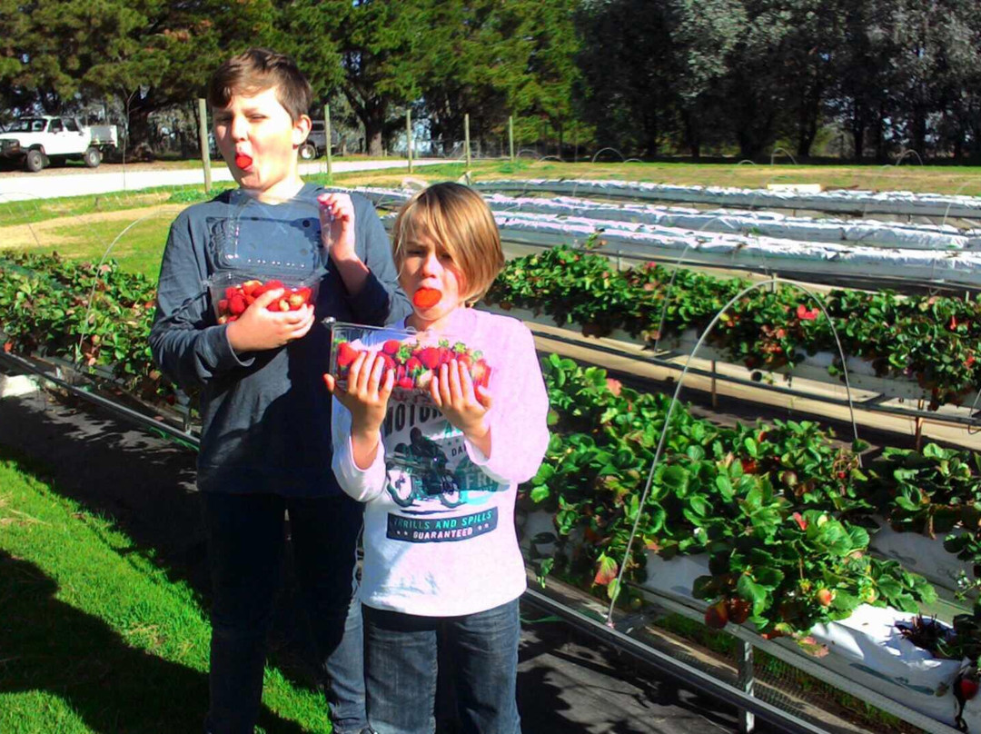 Beechworth Berries-比奇沃思必去景点