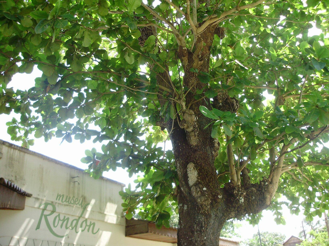 State of Rondonia旅游景点-Rondon Museum