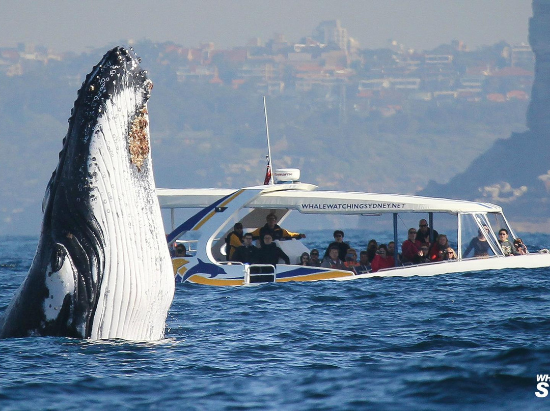 鲸观悉尼景点图片