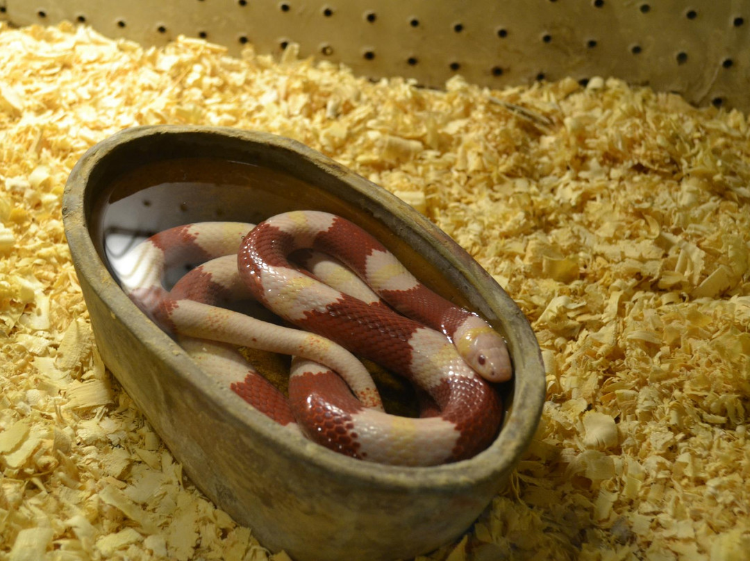 Zoologico Serpentario Mendoza景点图片