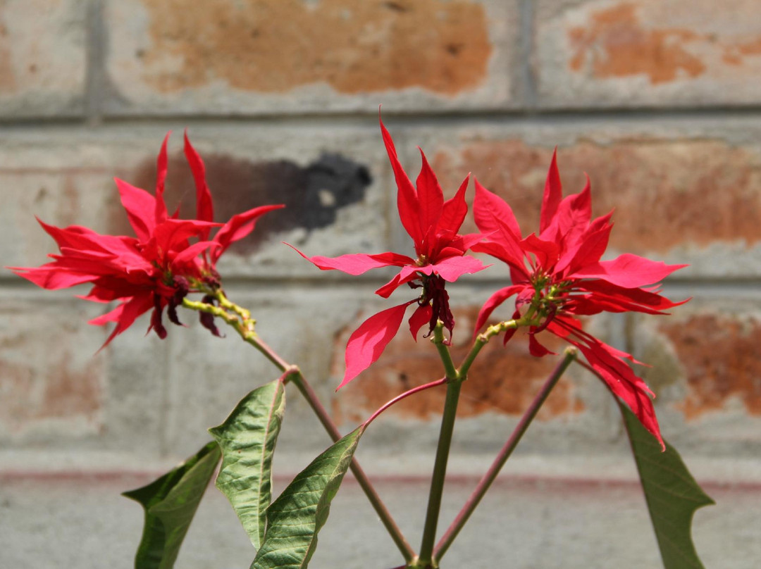 Casa Valley Ecuador主图