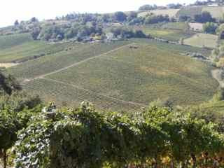 Azienda Agricola Biologica Fiorano-Cossignano必去景点