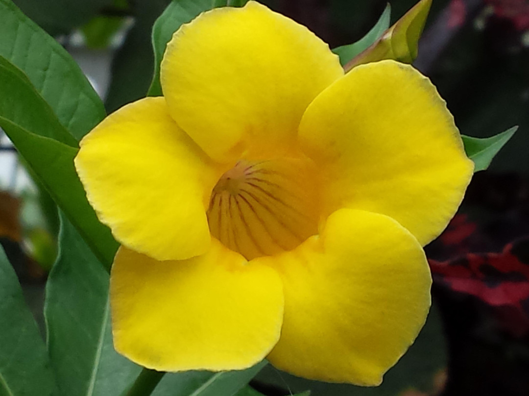 菲普斯温室植物园-匹兹堡必去景点