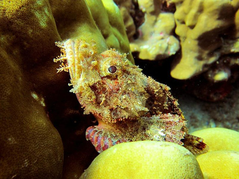 Diving Indo-沙努尔必去景点