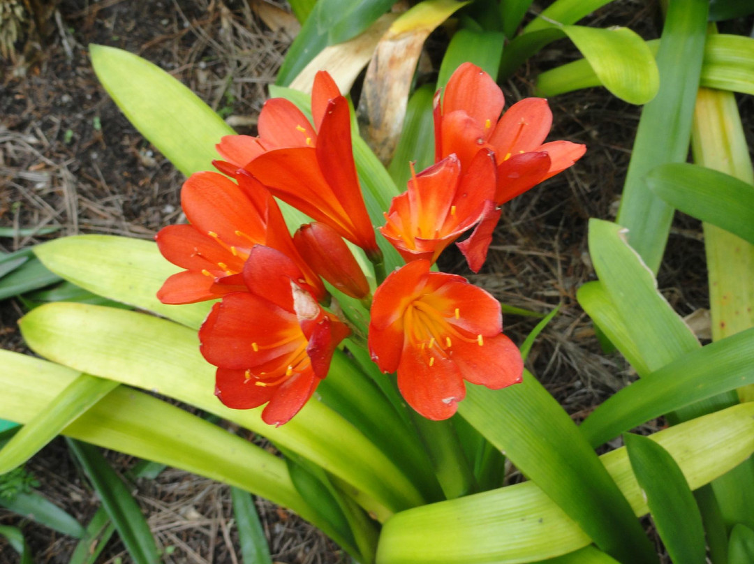 斯翠宾植物园旧金山植物园-旧金山必去景点