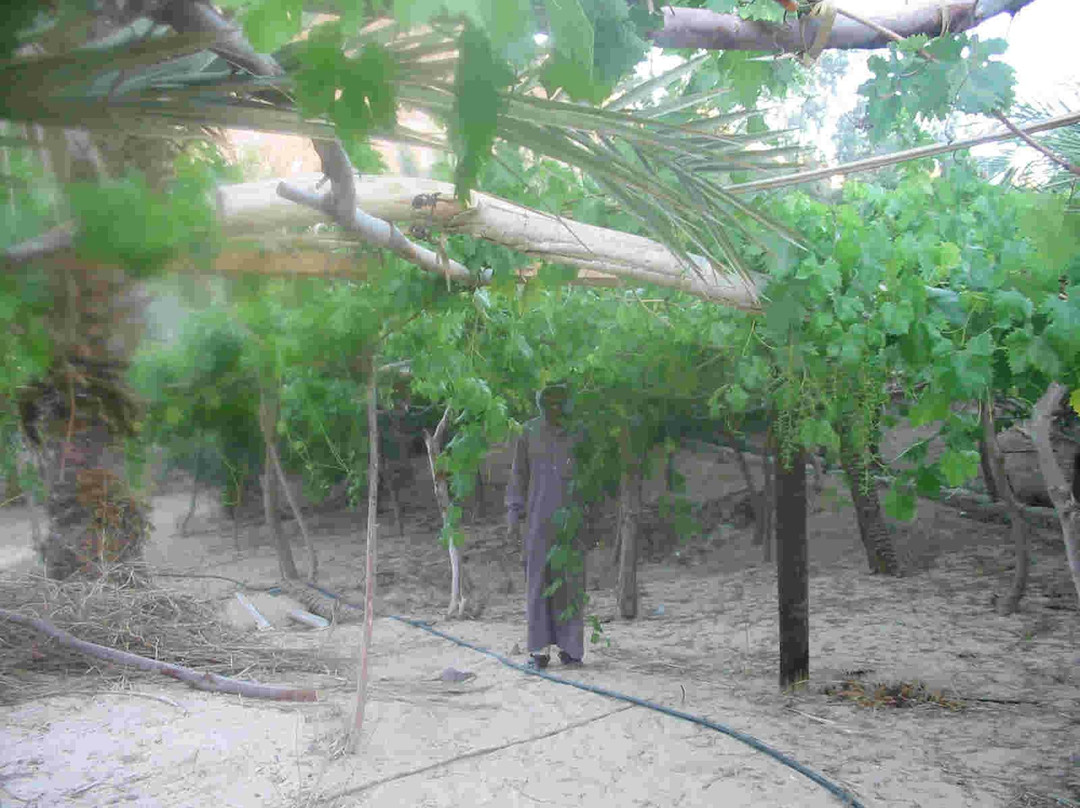 Ain Khudra-努威巴必去景点