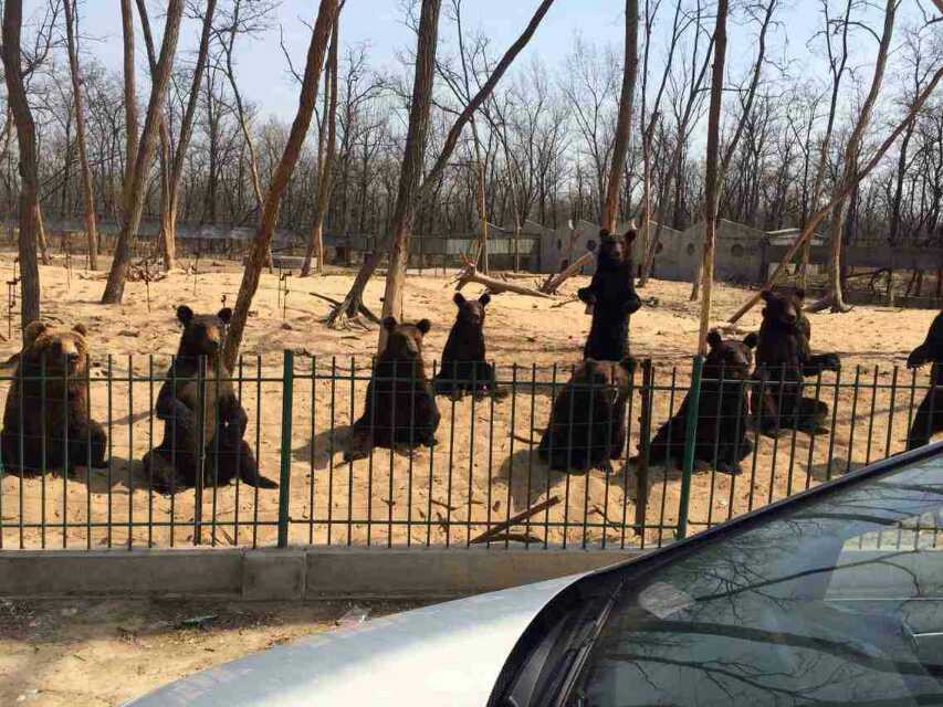 沈阳动物园景点图片