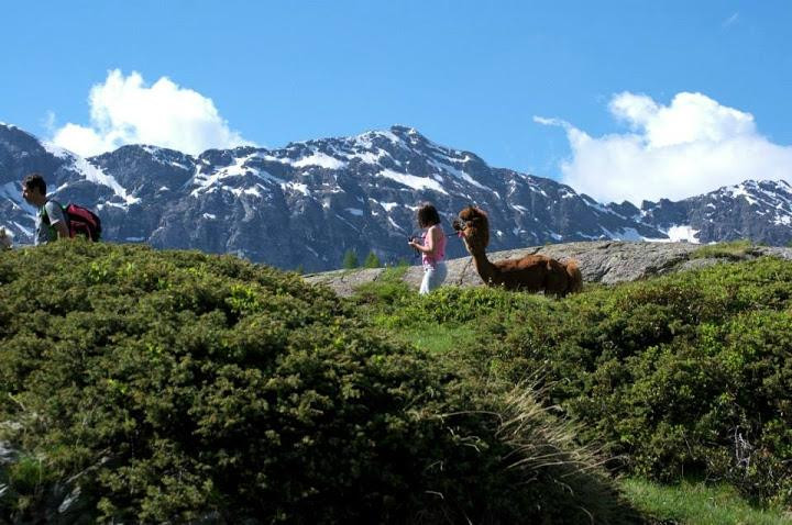 Alpacas la Foppa景点图片