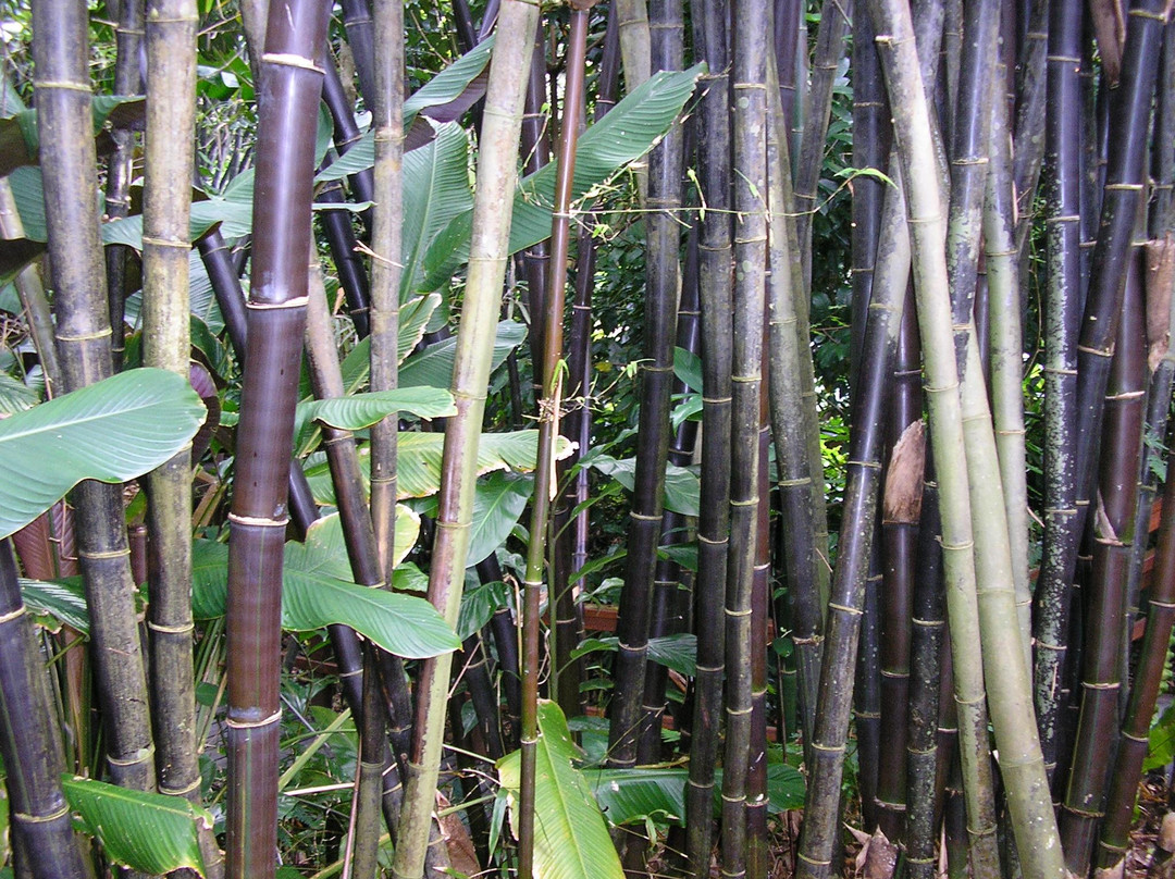 凯恩斯植物园-凯恩斯必去景点