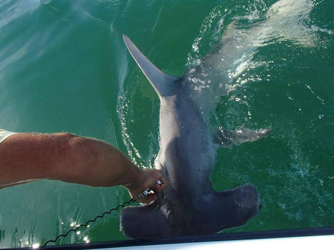 Siesta Key Fishing Charters-西耶斯塔岛必去景点