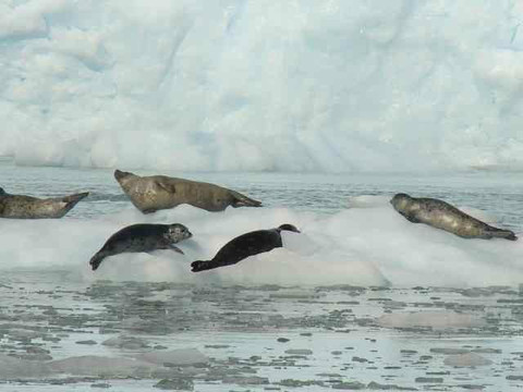 Alaska Fjord Charters-苏厄德必去景点