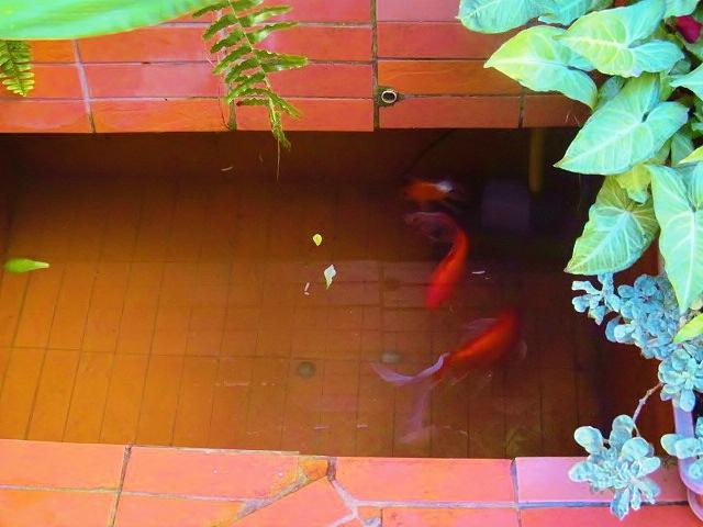 Palmeiras Guest House主图