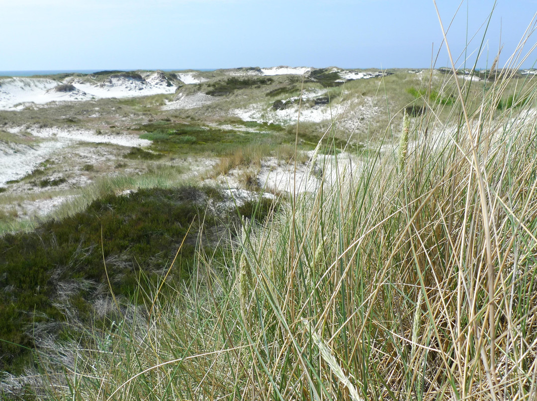 Strandmarken Dueodde景点图片