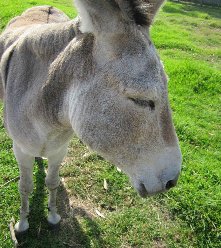 缪纳农场-墨尔本必去景点