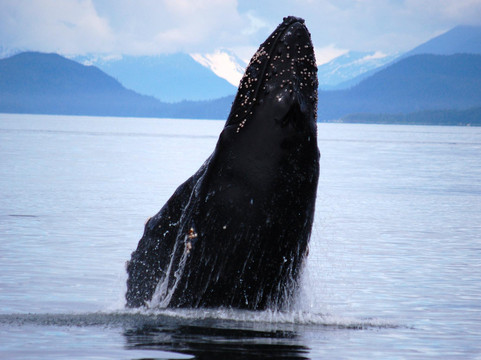 Weather Permitting Alaska - Whale Watching-朱诺必去景点