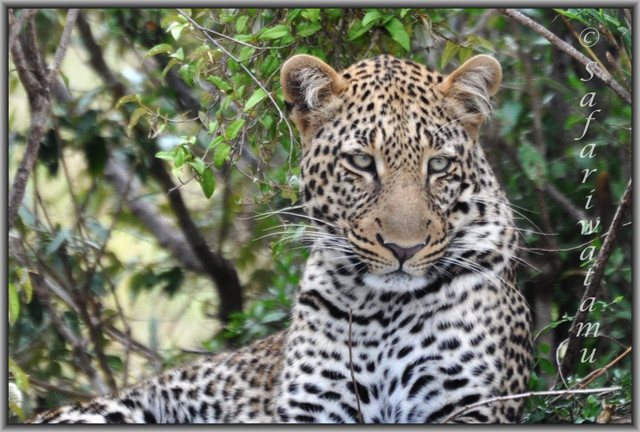 Safari Kenya Watamu-瓦塔木必去景点