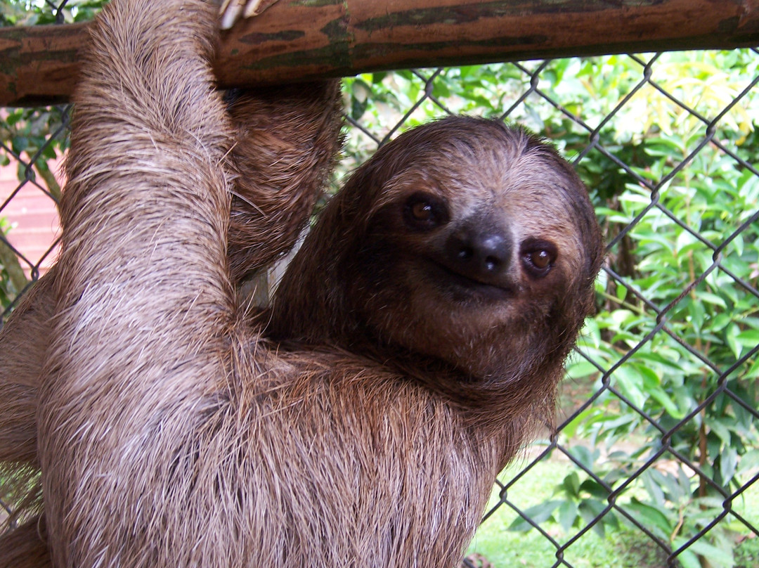 Sloth Sanctuary of Costa Rica景点图片
