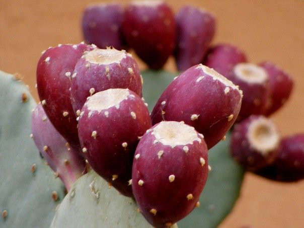 History and Ghost Tours of Old Town-阿尔伯克基必去景点