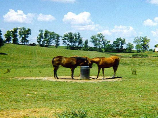 Old Friends at Dream Chase Farm-Georgetown必去景点