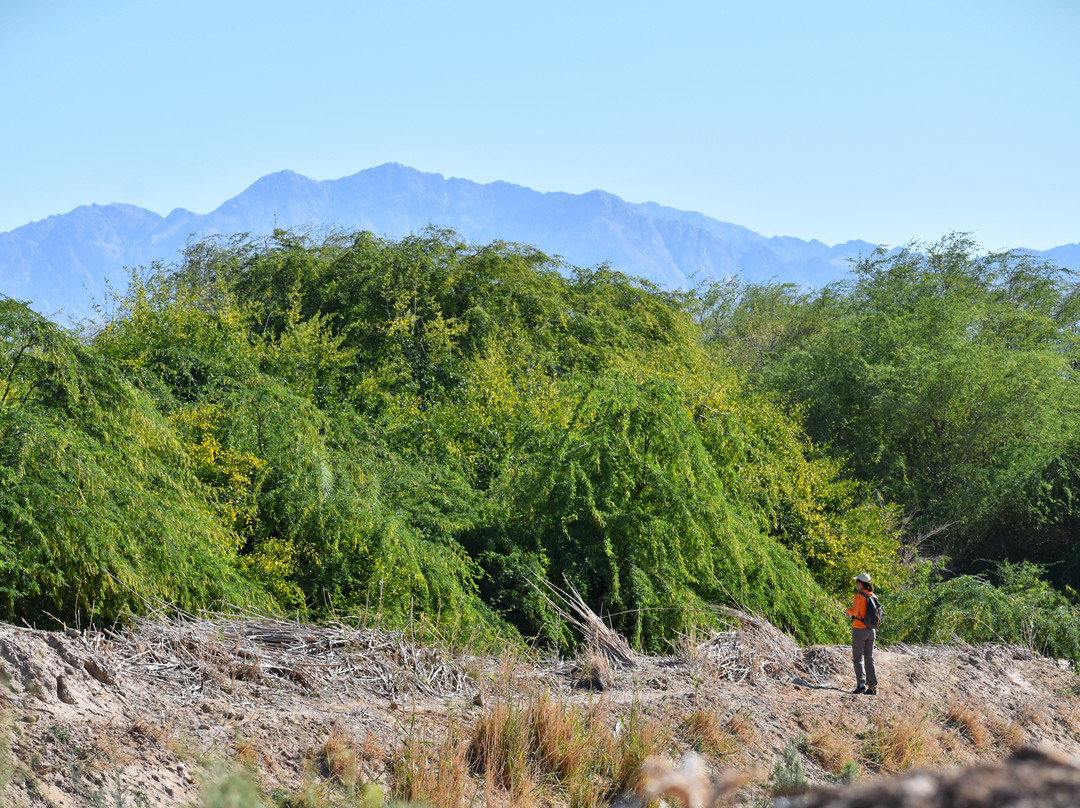 Aqaba Bird Observatory-亚喀巴必去景点