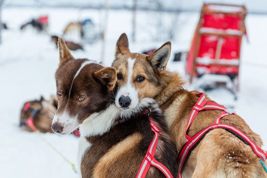 Husky Ranch Lapland-Kolari必去景点