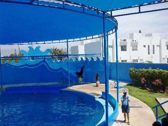 Dolphin Discovery Puerto Vallarta-新瓦雅塔必去景点