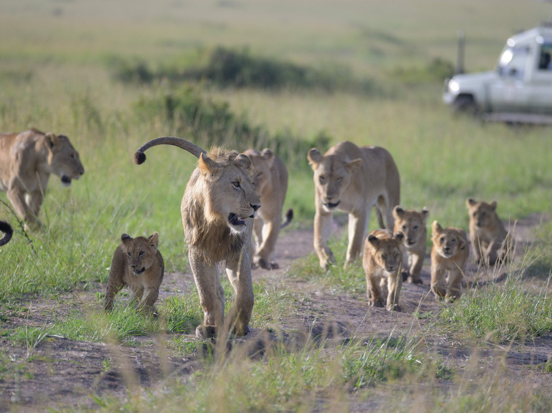 Steenbok Safaris and Car Hire-内罗毕必去景点