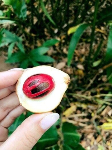 Coconut Tour-石头城必去景点