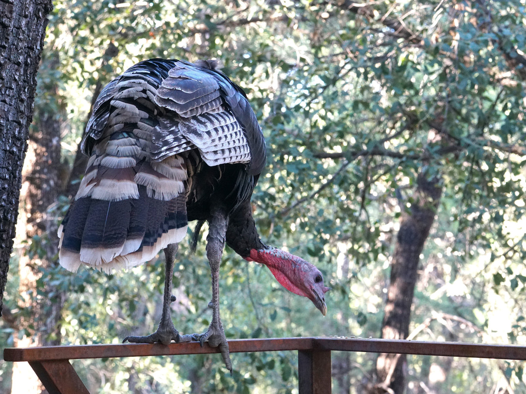 Ramsey Canyon Cabins & Bird Sanctuary主图