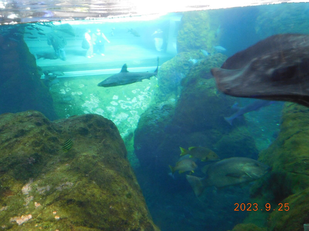 Enoshima Aquarium-藤泽市必去景点