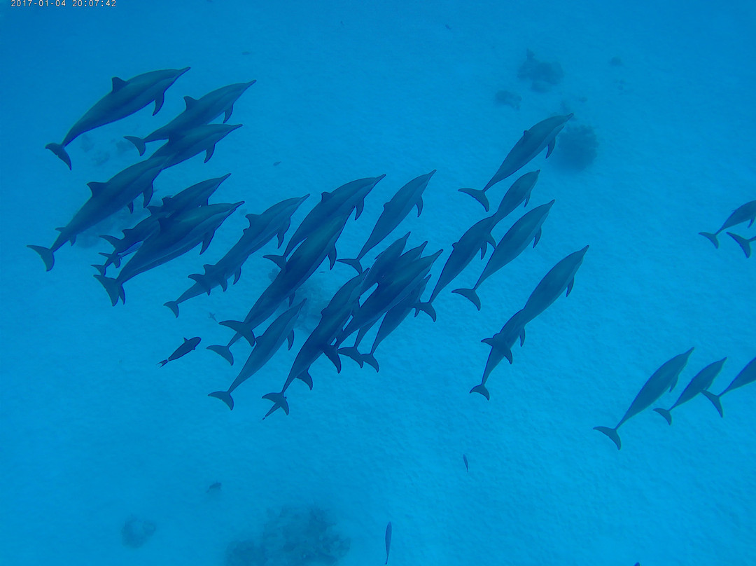 Dolphin House - Shaab Samadai-马萨阿拉姆必去景点