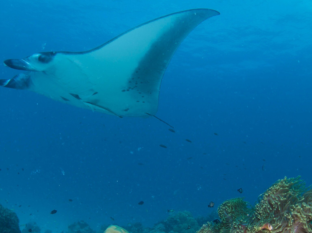 Dive Ukulhas-乌库拉斯必去景点