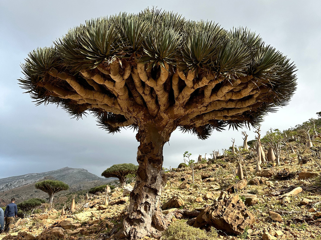 Socotra Trek Tours景点图片