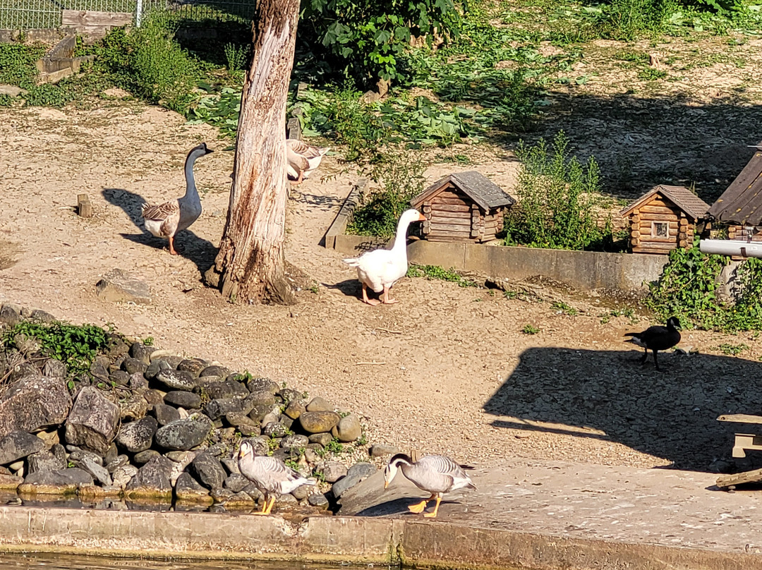 Tierpark Bad Zurzach景点图片