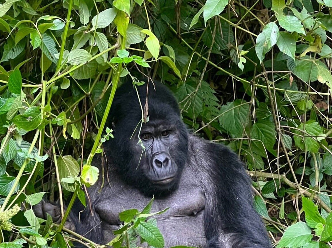 KIBOKO AFRICA SAFARIS-恩德培必去景点