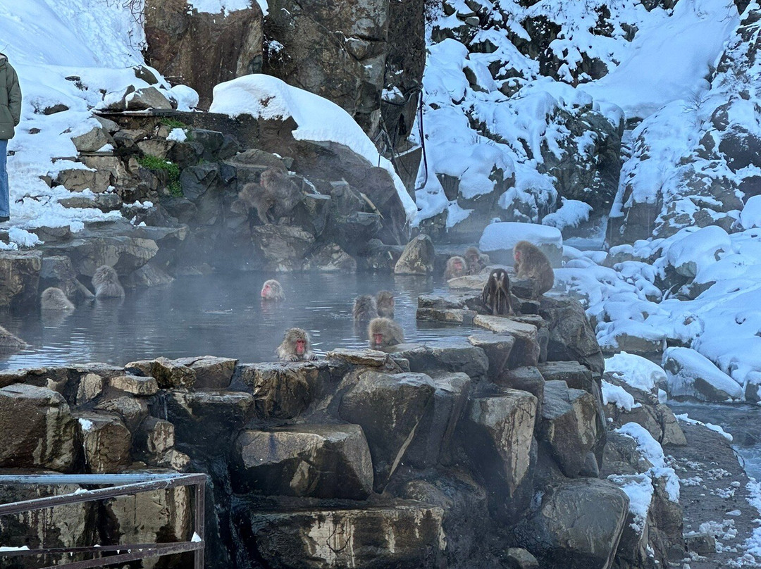 Snow Monkey Resorts-长野县必去景点
