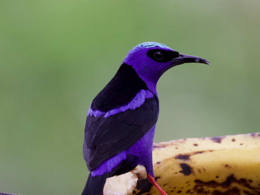 Birding Experiences景点图片