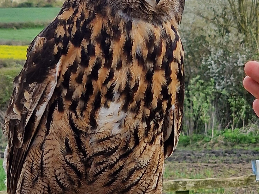 The Falconry School景点图片