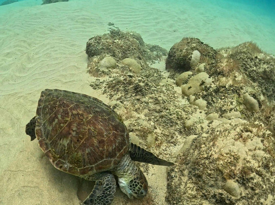 Agência Noronhe-se-费尔南多-迪诺罗尼亚群岛必去景点