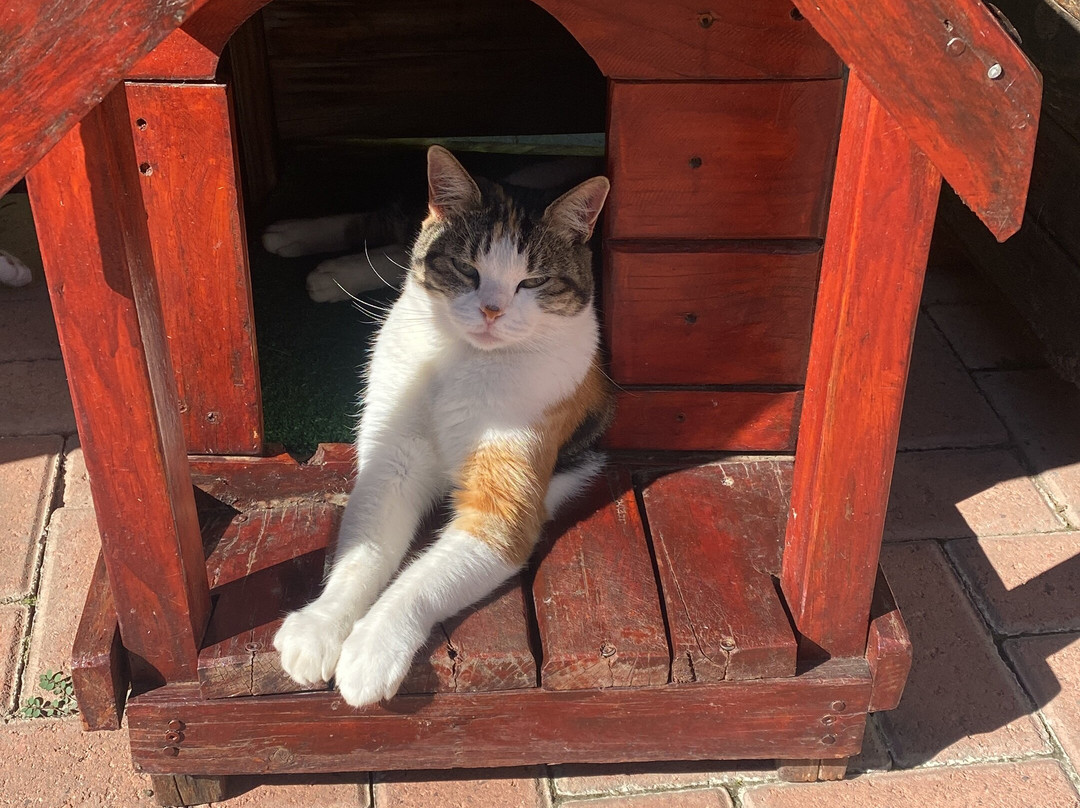 Cat Heaven Rescue Cat Cafe-西索美塞必去景点