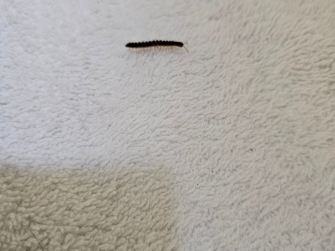 Days Inn by Wyndham Cornelia主图