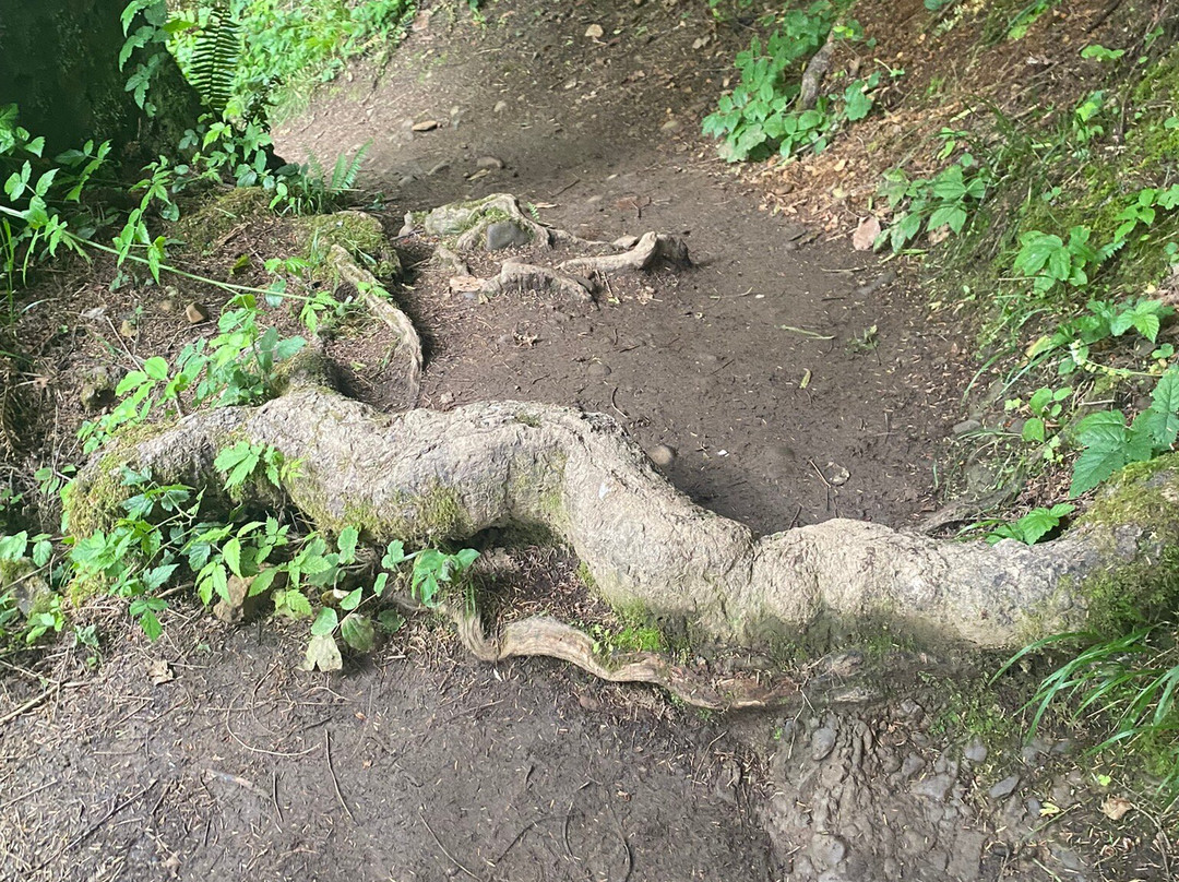 Young River Falls-阿斯托里亚必去景点