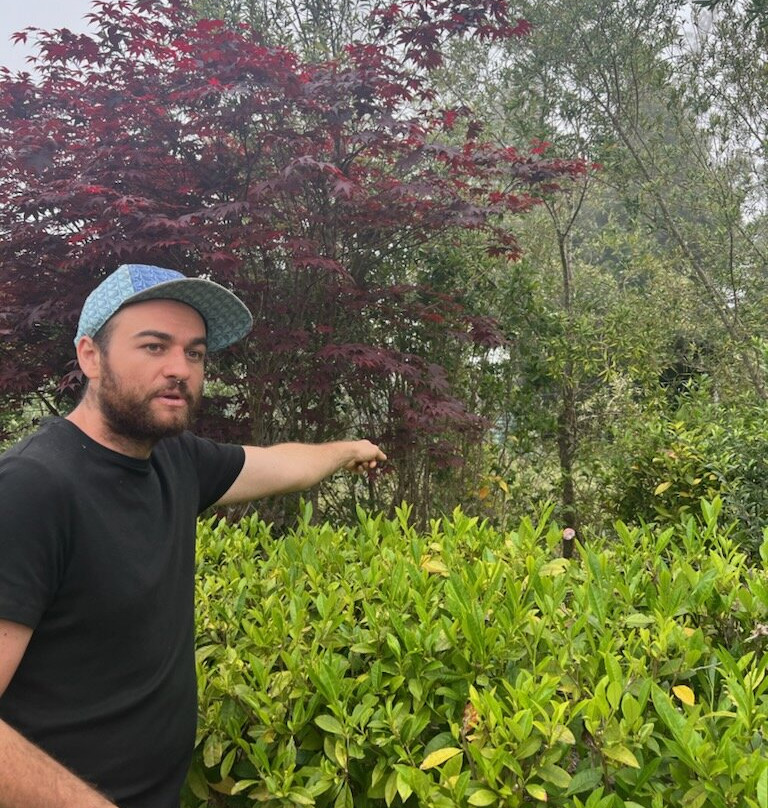 Maui Tea Farm-库拉必去景点