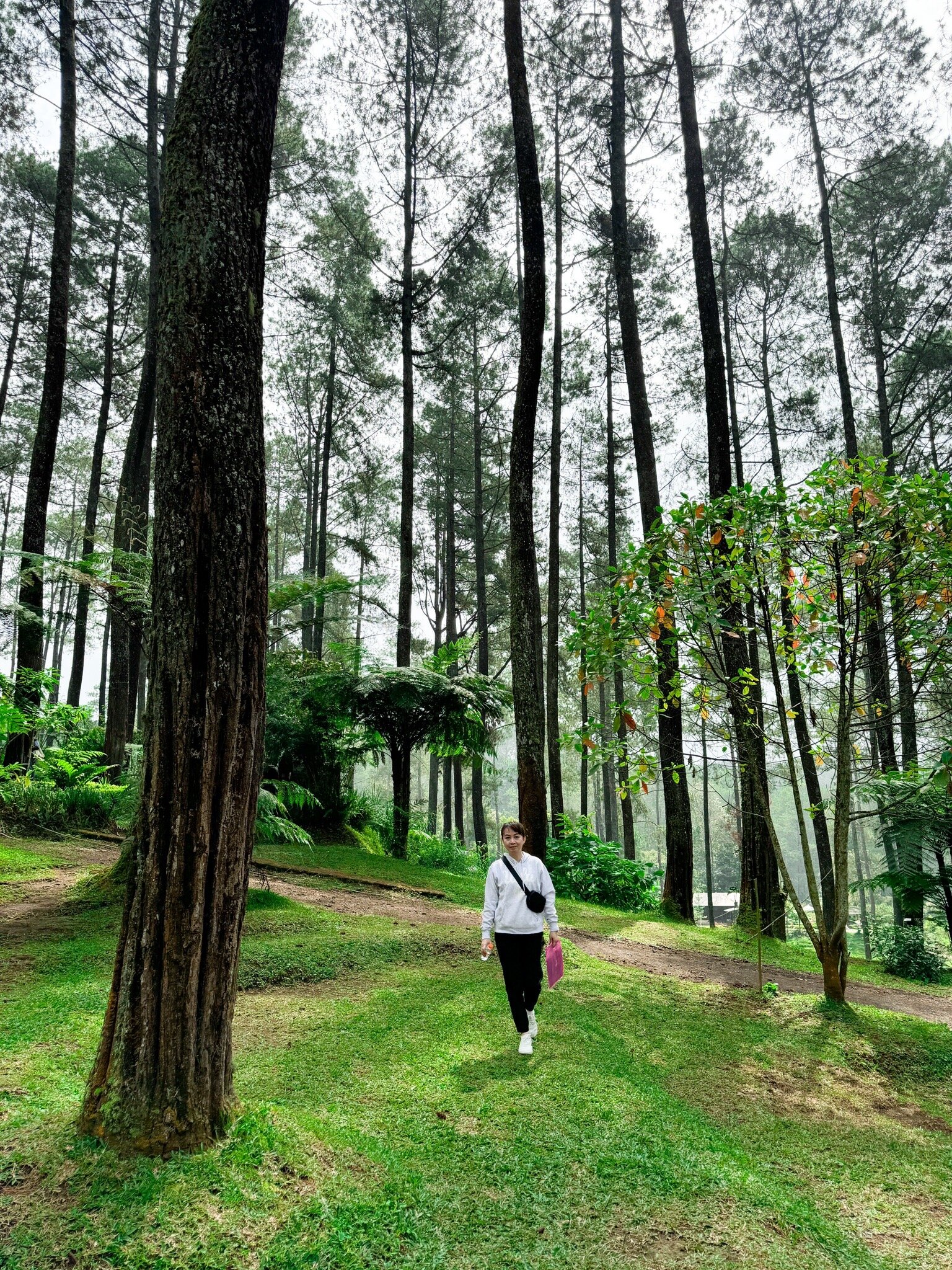 Orchid Forest Cikole-2024年7月3日上传的实拍图