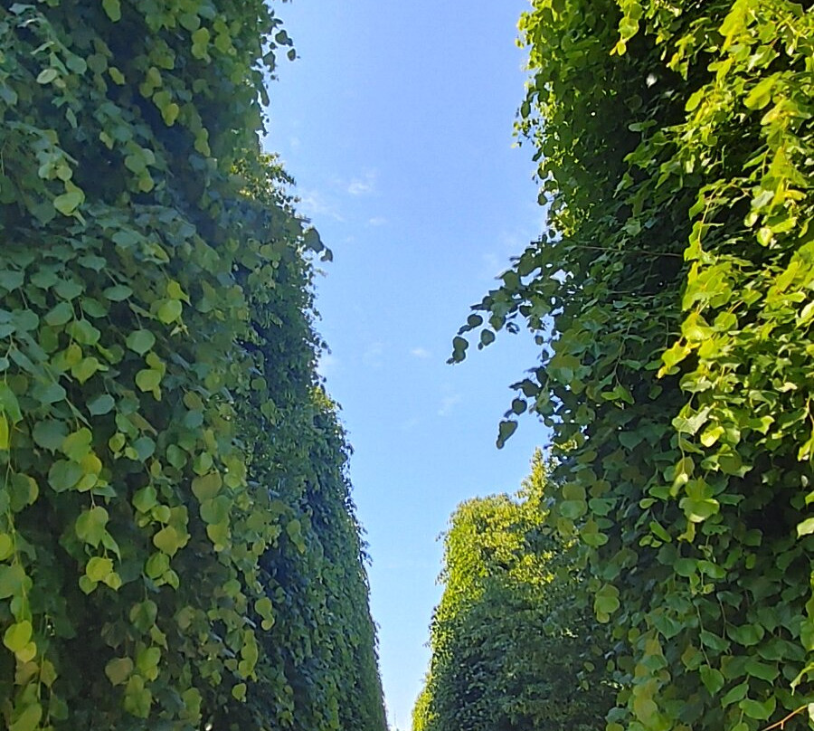 罗森堡宫景点图片