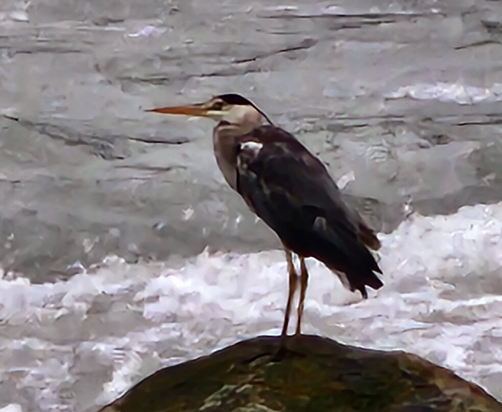 Travellers Inn主图