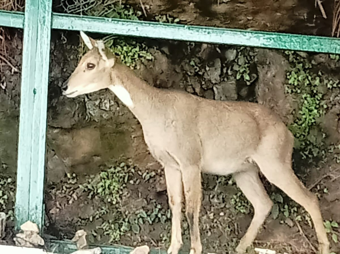 Vaishno Devi景点图片