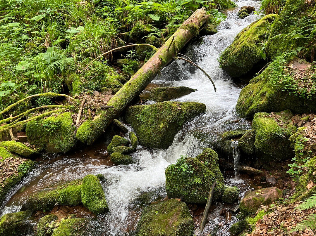 Nationaal park Schwarzwald-Seebach必去景点